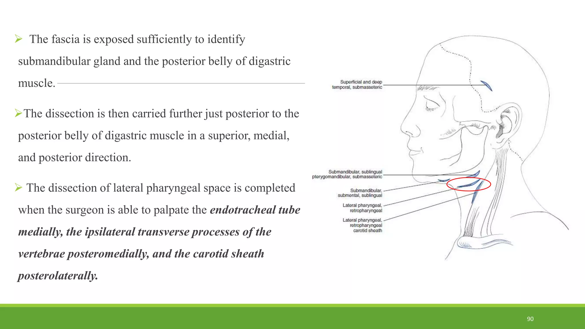  The fascia is exposed sufficiently to identify
submandibular gland and the posterior belly of digastric
muscle.
The dissection is then carried further just posterior to the
posterior belly of digastric muscle in a superior, medial,
and posterior direction.
 The dissection of lateral pharyngeal space is completed
when the surgeon is able to palpate the endotracheal tube
medially, the ipsilateral transverse processes of the
vertebrae posteromedially, and the carotid sheath
posterolaterally.
90
 