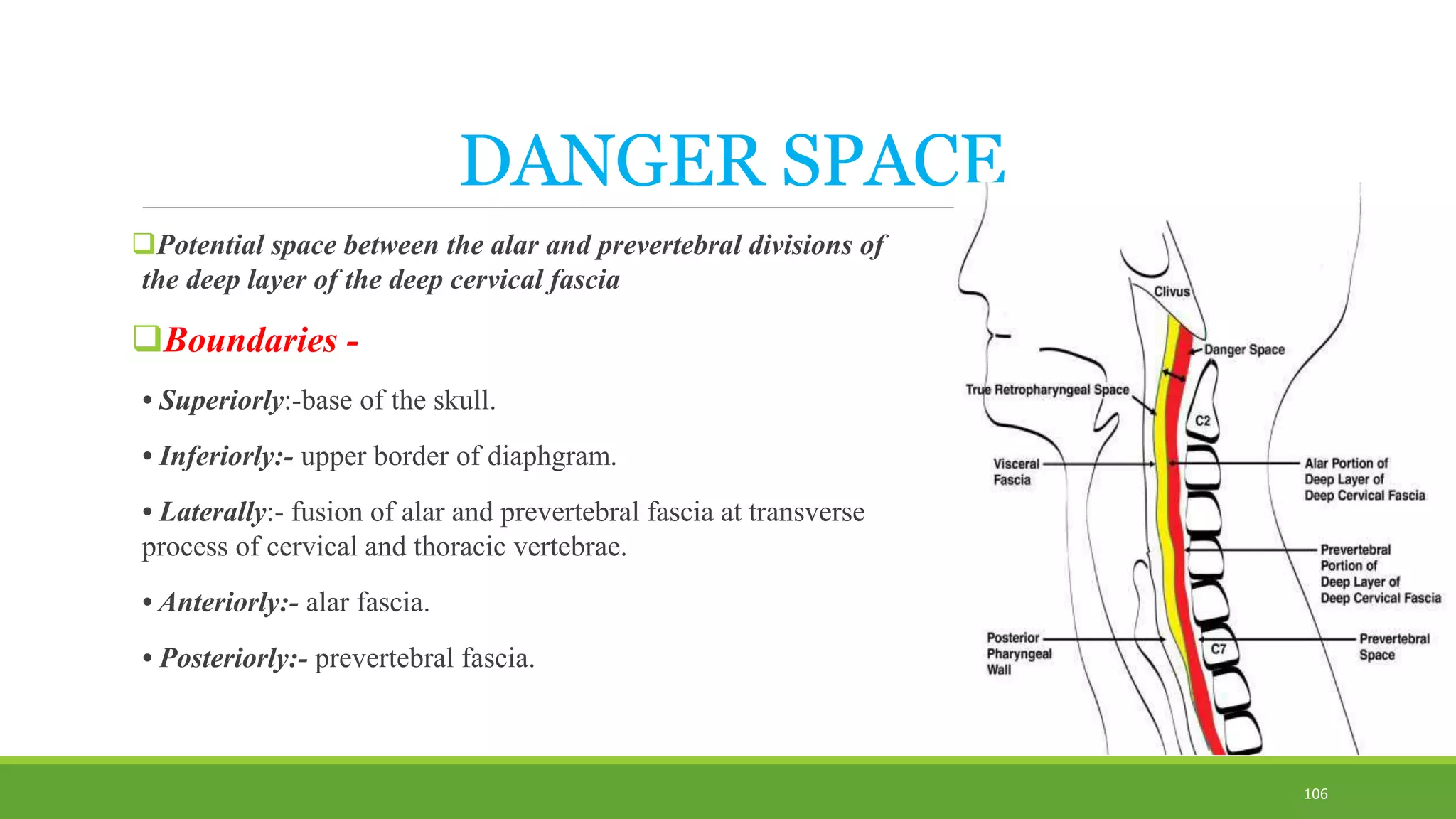 DANGER SPACE
Potential space between the alar and prevertebral divisions of
the deep layer of the deep cervical fascia
Boundaries -
• Superiorly:-base of the skull.
• Inferiorly:- upper border of diaphgram.
• Laterally:- fusion of alar and prevertebral fascia at transverse
process of cervical and thoracic vertebrae.
• Anteriorly:- alar fascia.
• Posteriorly:- prevertebral fascia.
106
 