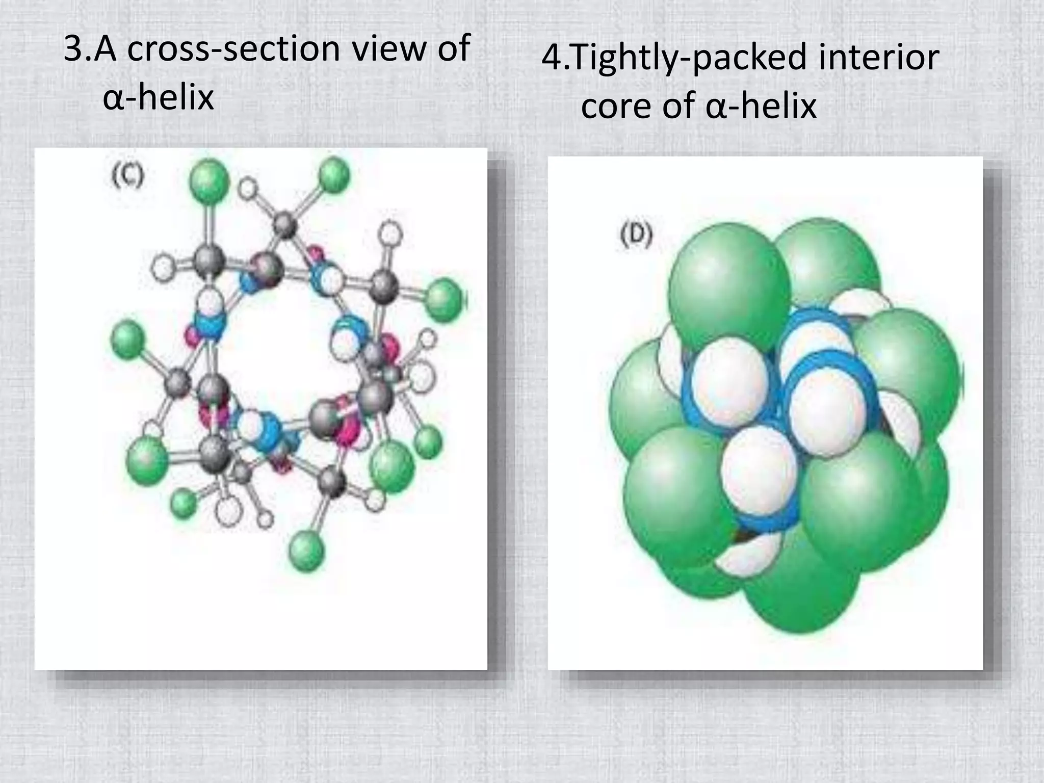3.A cross-section view of
α-helix
4.Tightly-packed interior
core of α-helix
 