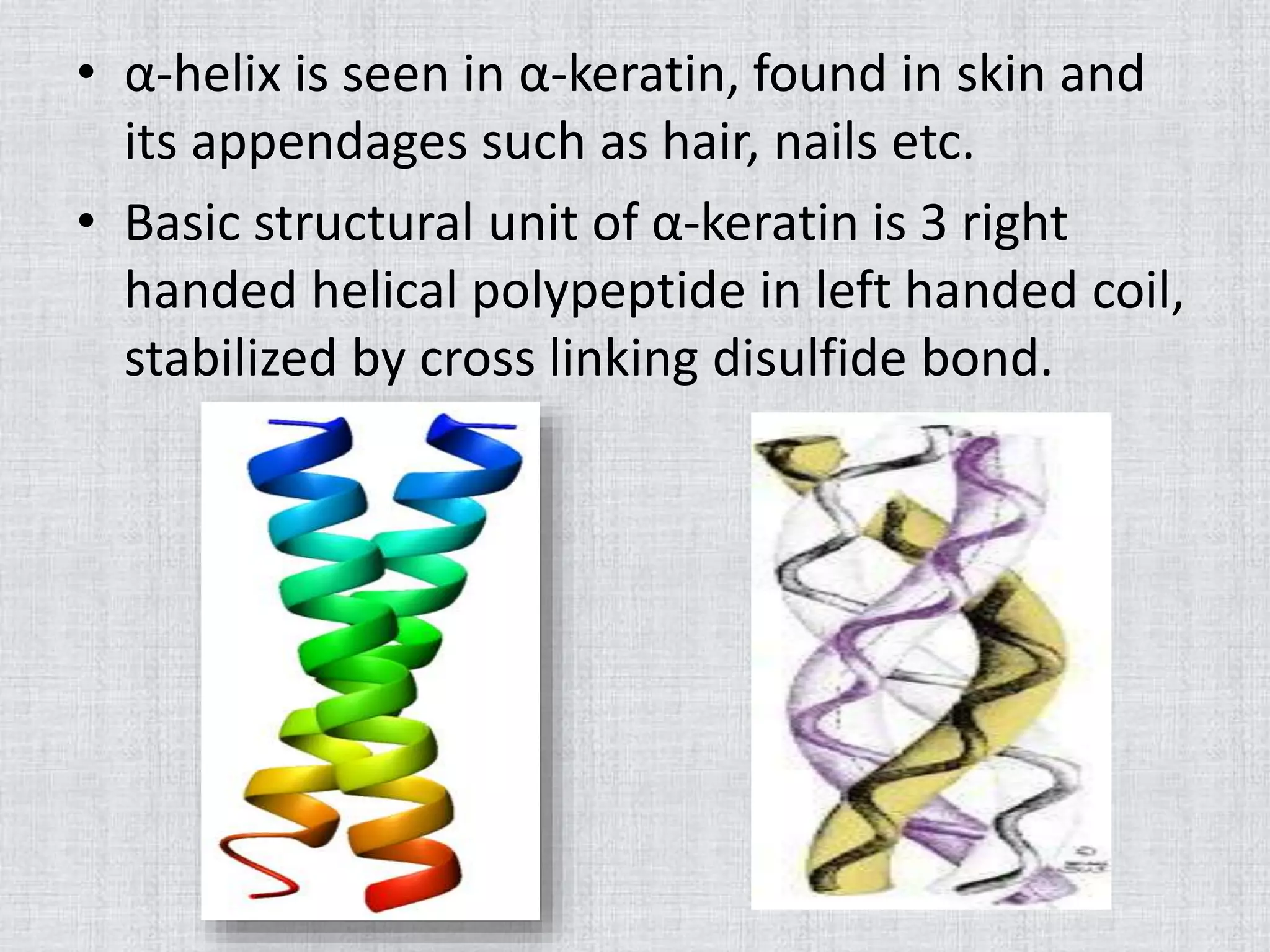 • α-helix is seen in α-keratin, found in skin and
its appendages such as hair, nails etc.
• Basic structural unit of α-keratin is 3 right
handed helical polypeptide in left handed coil,
stabilized by cross linking disulfide bond.
 