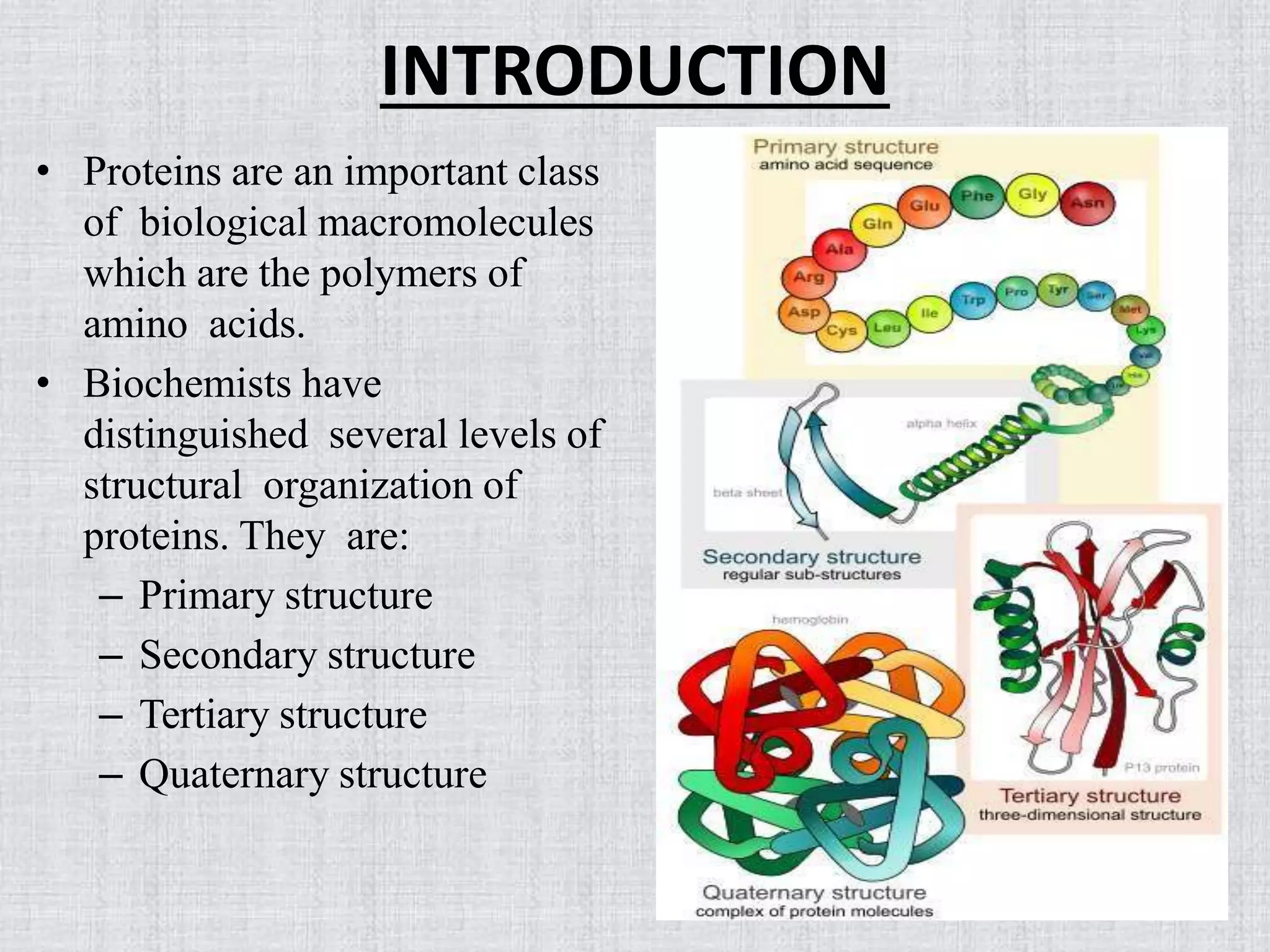 What Maintains The Secondary Structure Of A Protein Secondary Structure Of Protein (Repeating structure of protein) | PPT