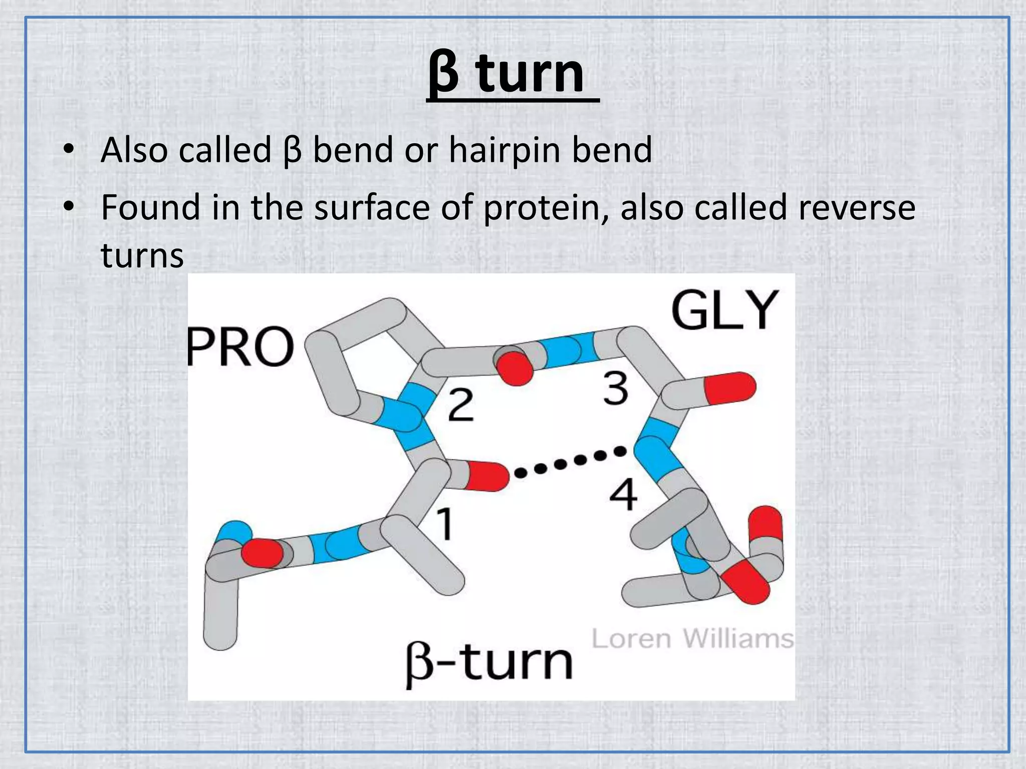 β turn
• Also called β bend or hairpin bend
• Found in the surface of protein, also called reverse
turns
 