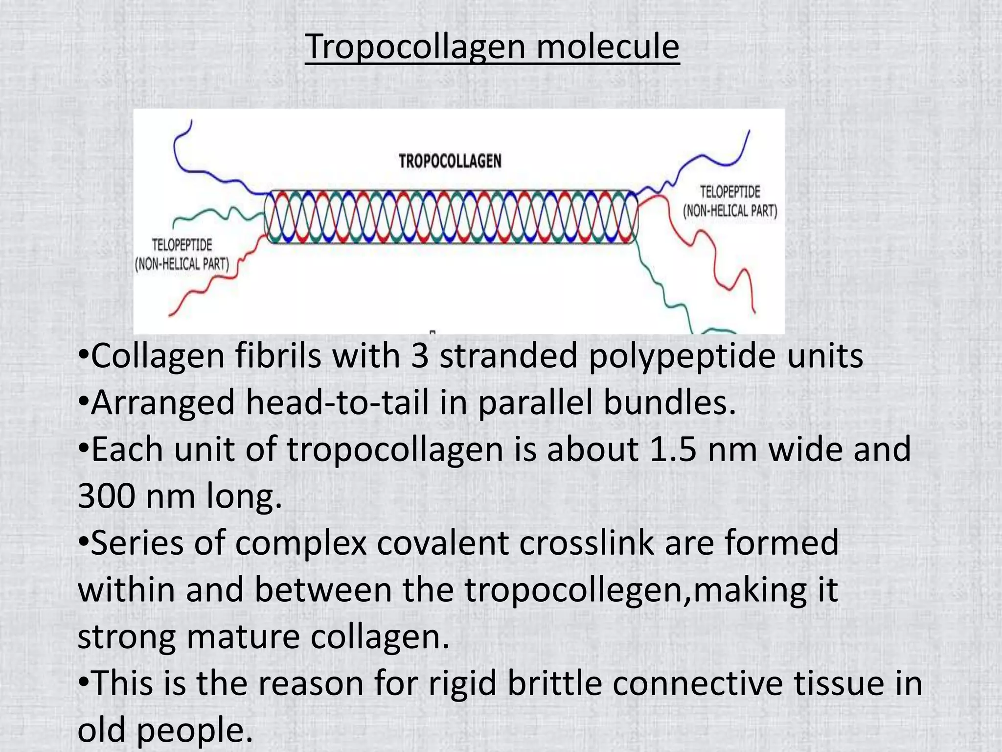 Tropocollagen molecule
•Collagen fibrils with 3 stranded polypeptide units
•Arranged head-to-tail in parallel bundles.
•Each unit of tropocollagen is about 1.5 nm wide and
300 nm long.
•Series of complex covalent crosslink are formed
within and between the tropocollegen,making it
strong mature collagen.
•This is the reason for rigid brittle connective tissue in
old people.
 