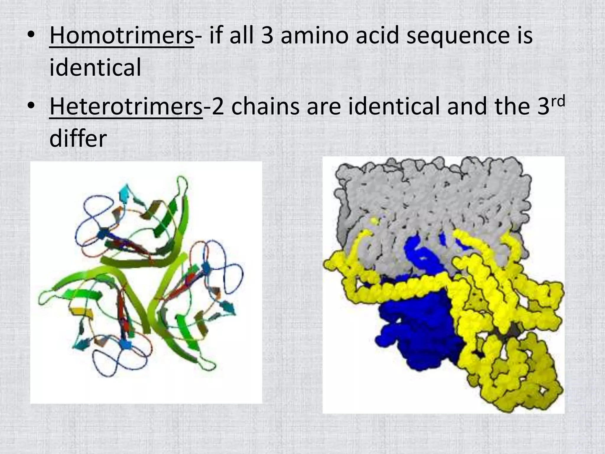 • Homotrimers- if all 3 amino acid sequence is
identical
• Heterotrimers-2 chains are identical and the 3rd
differ
 