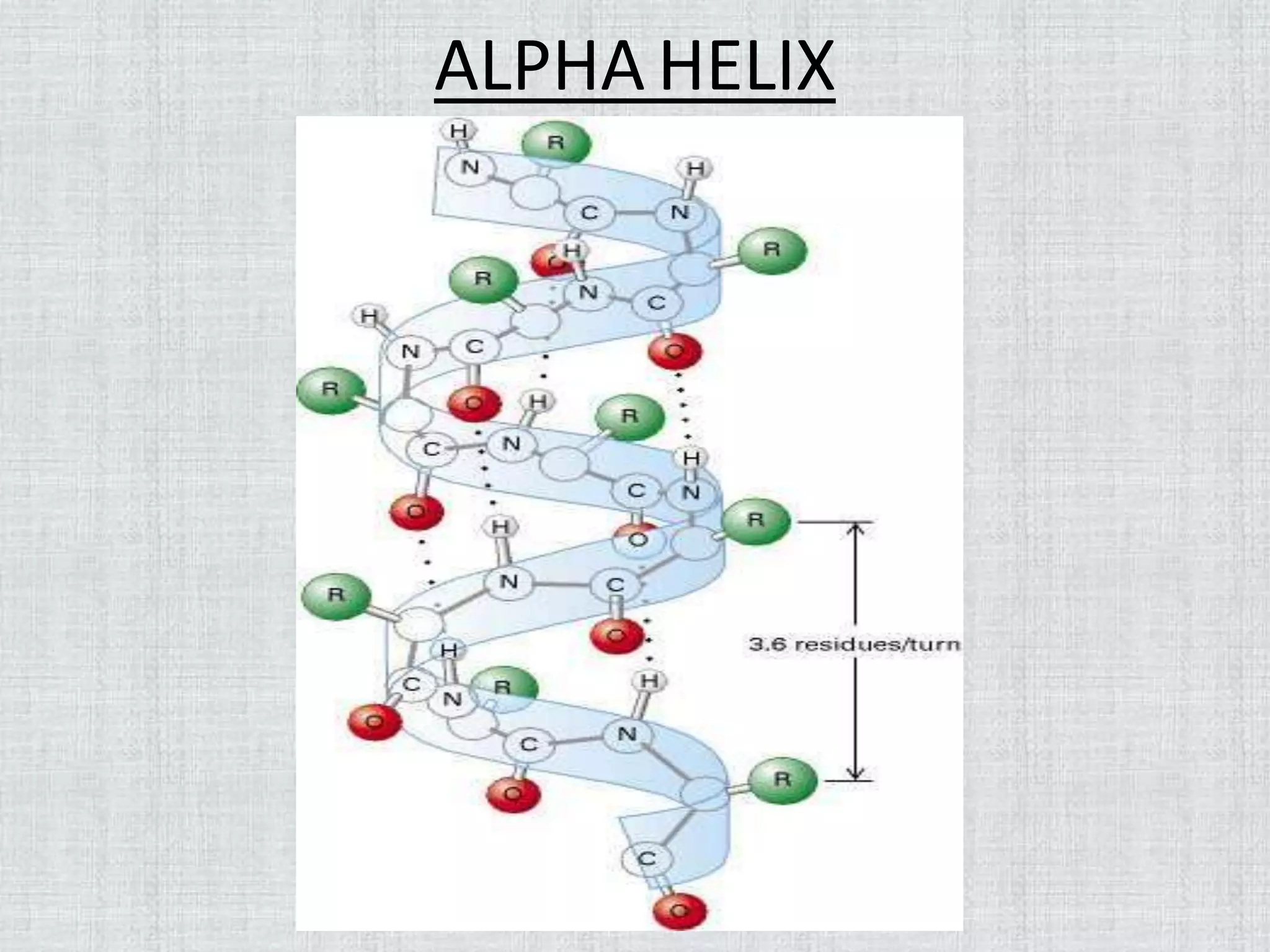 ALPHA HELIX
 