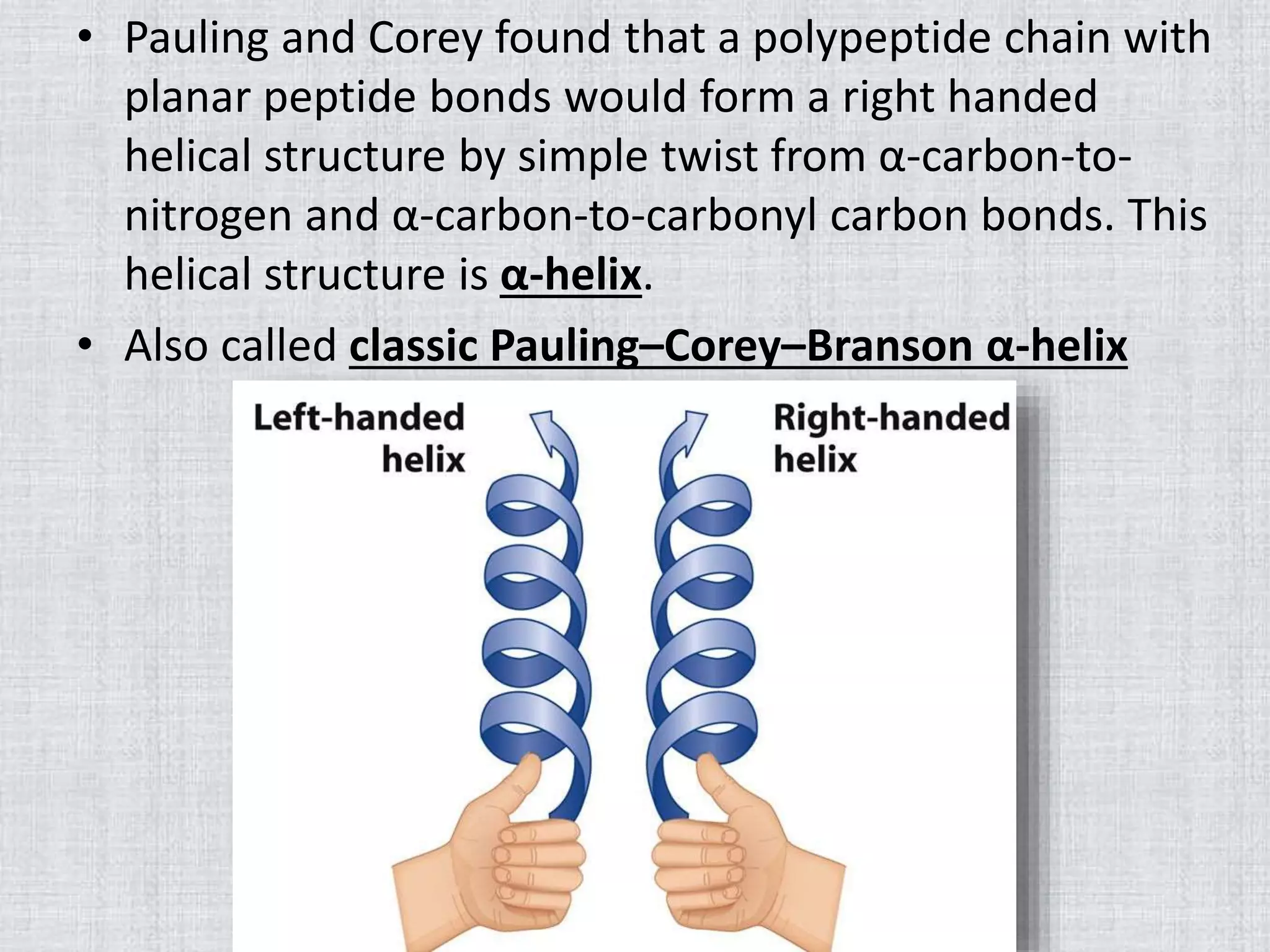 • Pauling and Corey found that a polypeptide chain with
planar peptide bonds would form a right handed
helical structure by simple twist from α-carbon-to-
nitrogen and α-carbon-to-carbonyl carbon bonds. This
helical structure is α-helix.
• Also called classic Pauling–Corey–Branson α-helix
 