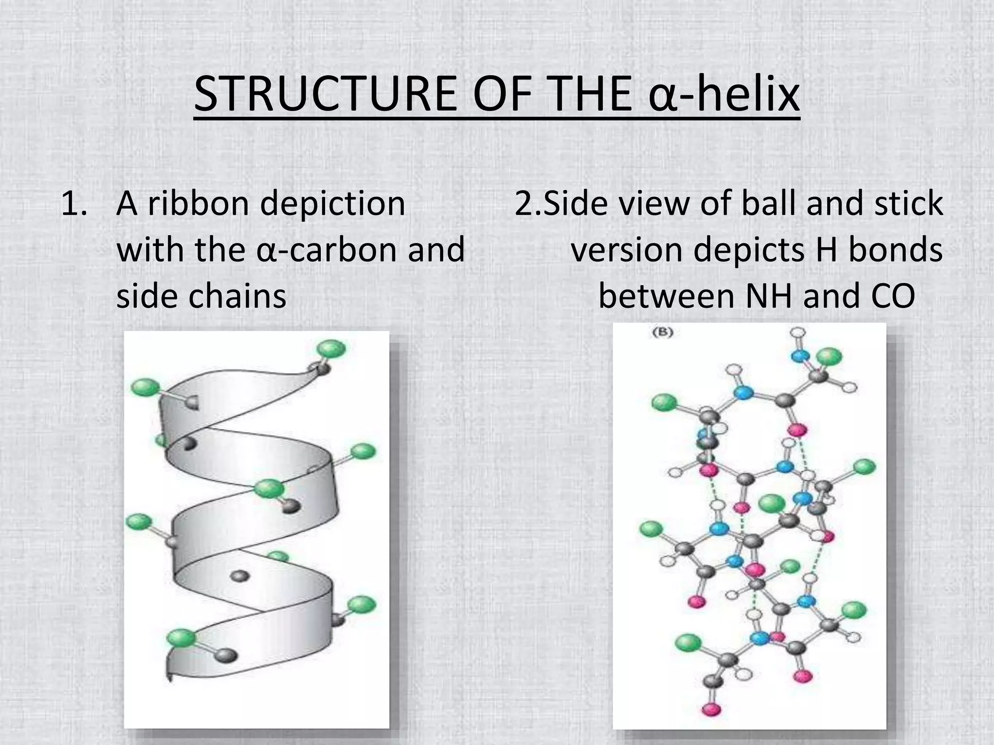 STRUCTURE OF THE α-helix
1. A ribbon depiction
with the α-carbon and
side chains
2.Side view of ball and stick
version depicts H bonds
between NH and CO
 