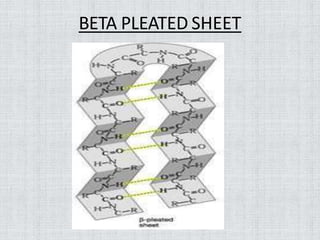 Secondary Protein Structure Beta Pleated Sheet