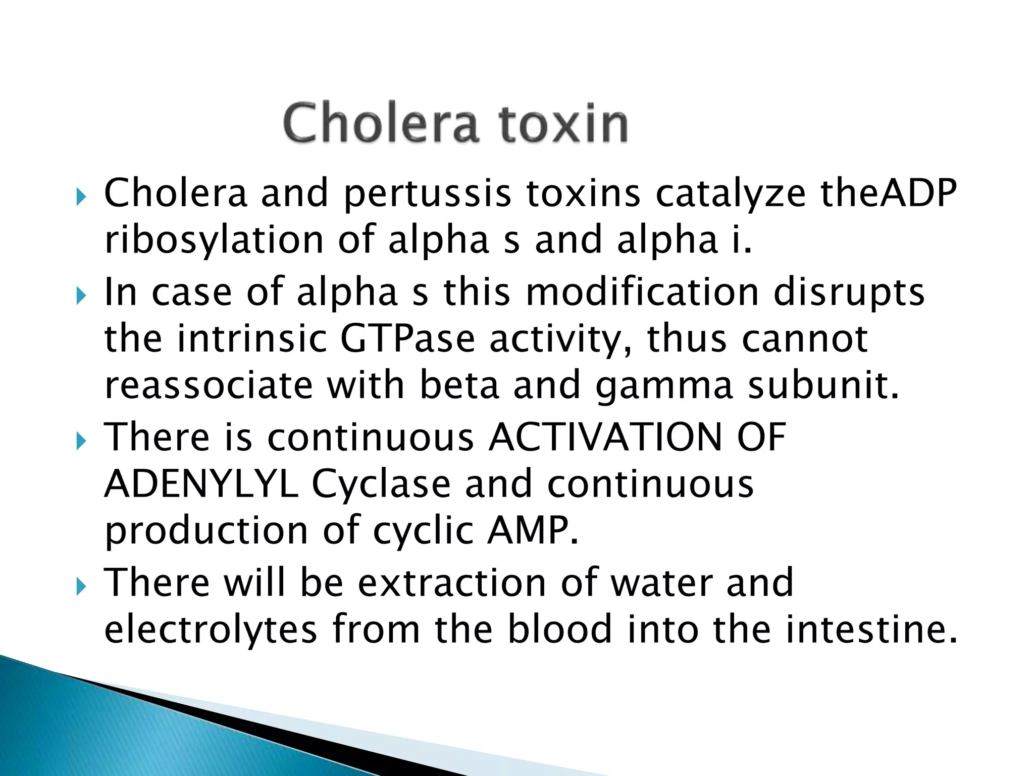  Cholera and pertussis toxins catalyze theADP
ribosylation of alpha s and alpha i.
 In case of alpha s this modification disrupts
the intrinsic GTPase activity, thus cannot
reassociate with beta and gamma subunit.
 There is continuous ACTIVATION OF
ADENYLYL Cyclase and continuous
production of cyclic AMP.
 There will be extraction of water and
electrolytes from the blood into the intestine.
 