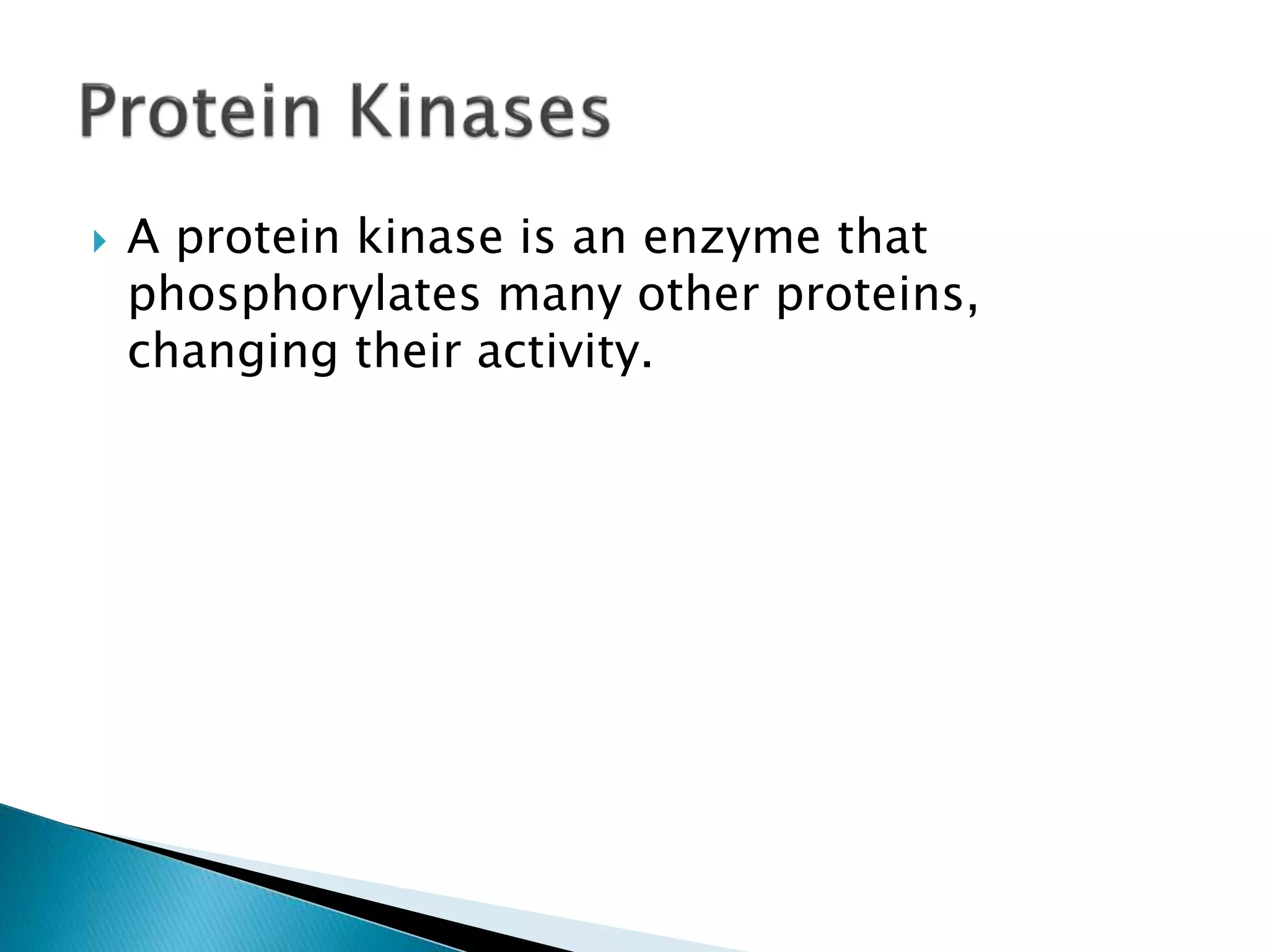  A protein kinase is an enzyme that
phosphorylates many other proteins,
changing their activity.
 