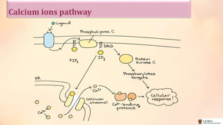 Second messenger and signal transduction pathways | PPTX
