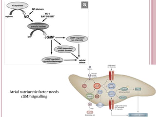 Atrial natriuretic factor needs
cGMP signalling
 