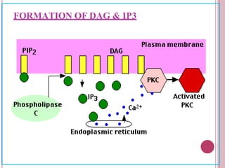 FORMATION OF DAG & IP3
 