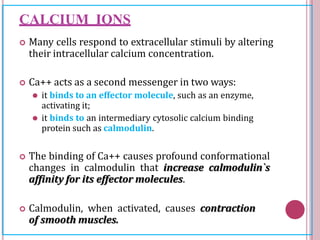 CALCIUM IONS
 Many cells respond to extracellular stimuli by altering
their intracellular calcium concentration.
 Ca++ acts as a second messenger in two ways:
⚫ it binds to an effector molecule, such as an enzyme,
activating it;
⚫ it binds to an intermediary cytosolic calcium binding
protein such as calmodulin.
 The binding of Ca++ causes profound conformational
changes in calmodulin that increase calmodulin`s
affinity for its effector molecules.
 Calmodulin, when activated, causes contraction
of smooth muscles.
 