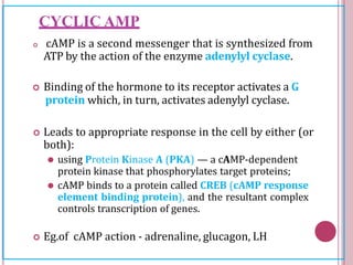 CYCLIC AMP
 cAMP is a second messenger that is synthesized from
ATP by the action of the enzyme adenylyl cyclase.
 Binding of the hormone to its receptor activates a G
protein which, in turn, activates adenylyl cyclase.
 Leads to appropriate response in the cell by either (or
both):
⚫ using Protein Kinase A (PKA) — a cAMP-dependent
protein kinase that phosphorylates target proteins;
⚫ cAMP binds to a protein called CREB (cAMP response
element binding protein), and the resultant complex
controls transcription of genes.
 Eg.of cAMP action - adrenaline, glucagon, LH
 