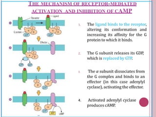 1. The ligand binds to the receptor,
altering its conformation and
increasing its affinity for the G
protein to which it binds.
2. The G subunit releases its GDP,
which is replaced by GTP.
3. The α subunit dissociates from
the G complex and binds to an
effector (in this case adenylyl
cyclase), activating the effector.
4. Activated adenylyl cyclase
produces cAMP.
THE MECHANISM OF RECEPTOR-MEDIATED
ACTIVATION AND INHIBITION OF CAMP
 