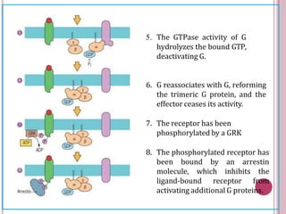 5. The GTPase activity of G
hydrolyzes the bound GTP,
deactivating G.
6. G reassociates with G, reforming
the trimeric G protein, and the
effector ceases its activity.
7. The receptor has been
phosphorylated by a GRK
8. The phosphorylated receptor has
been bound by an arrestin
molecule, which inhibits the
ligand-bound receptor from
activating additional G proteins.
 