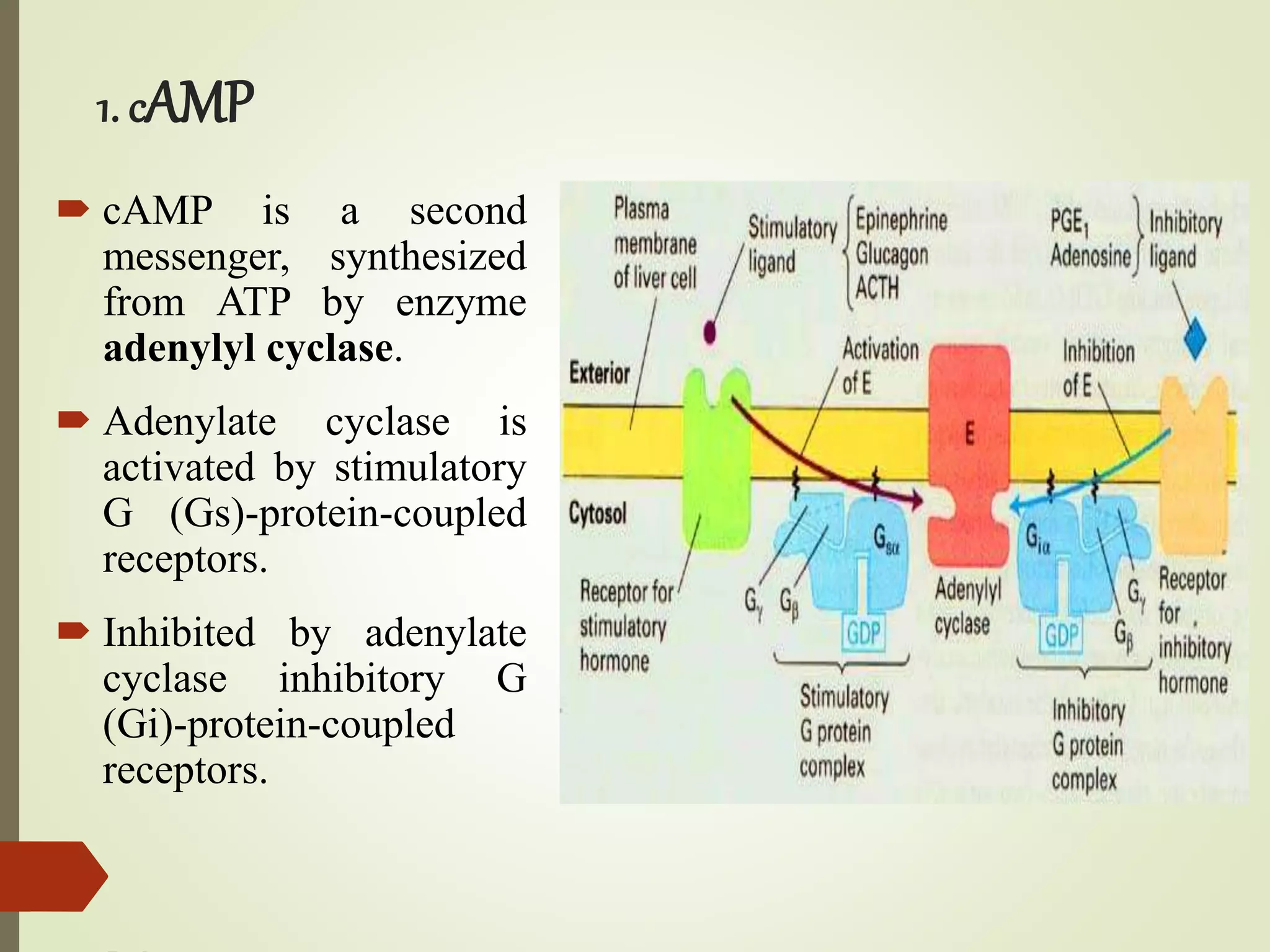 1. cAMP
 cAMP is a second
messenger, synthesized
from ATP by enzyme
adenylyl cyclase.
 Adenylate cyclase is
activated by stimulatory
G (Gs)-protein-coupled
receptors.
 Inhibited by adenylate
cyclase inhibitory G
(Gi)-protein-coupled
receptors.
 