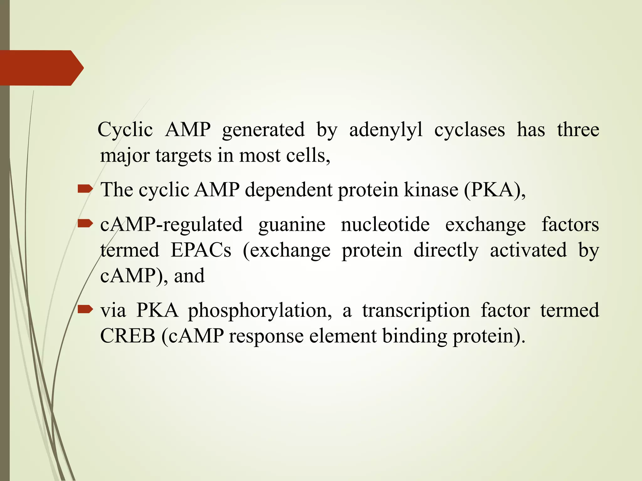 Cyclic AMP generated by adenylyl cyclases has three
major targets in most cells,
 The cyclic AMP dependent protein kinase (PKA),
 cAMP-regulated guanine nucleotide exchange factors
termed EPACs (exchange protein directly activated by
cAMP), and
 via PKA phosphorylation, a transcription factor termed
CREB (cAMP response element binding protein).
 
