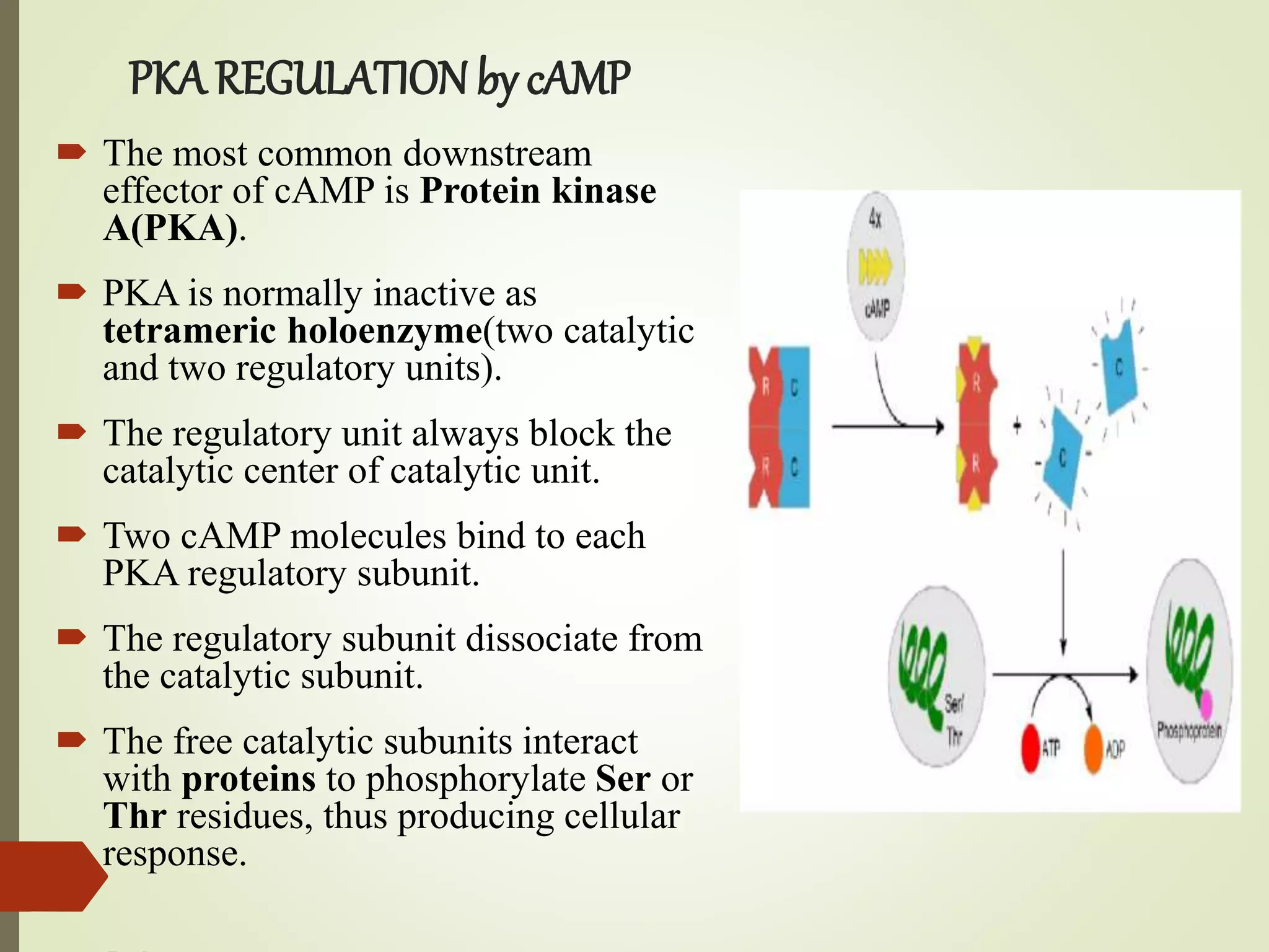 PKA REGULATION by cAMP
 The most common downstream
effector of cAMP is Protein kinase
A(PKA).
 PKA is normally inactive as
tetrameric holoenzyme(two catalytic
and two regulatory units).
 The regulatory unit always block the
catalytic center of catalytic unit.
 Two cAMP molecules bind to each
PKA regulatory subunit.
 The regulatory subunit dissociate from
the catalytic subunit.
 The free catalytic subunits interact
with proteins to phosphorylate Ser or
Thr residues, thus producing cellular
response.
 