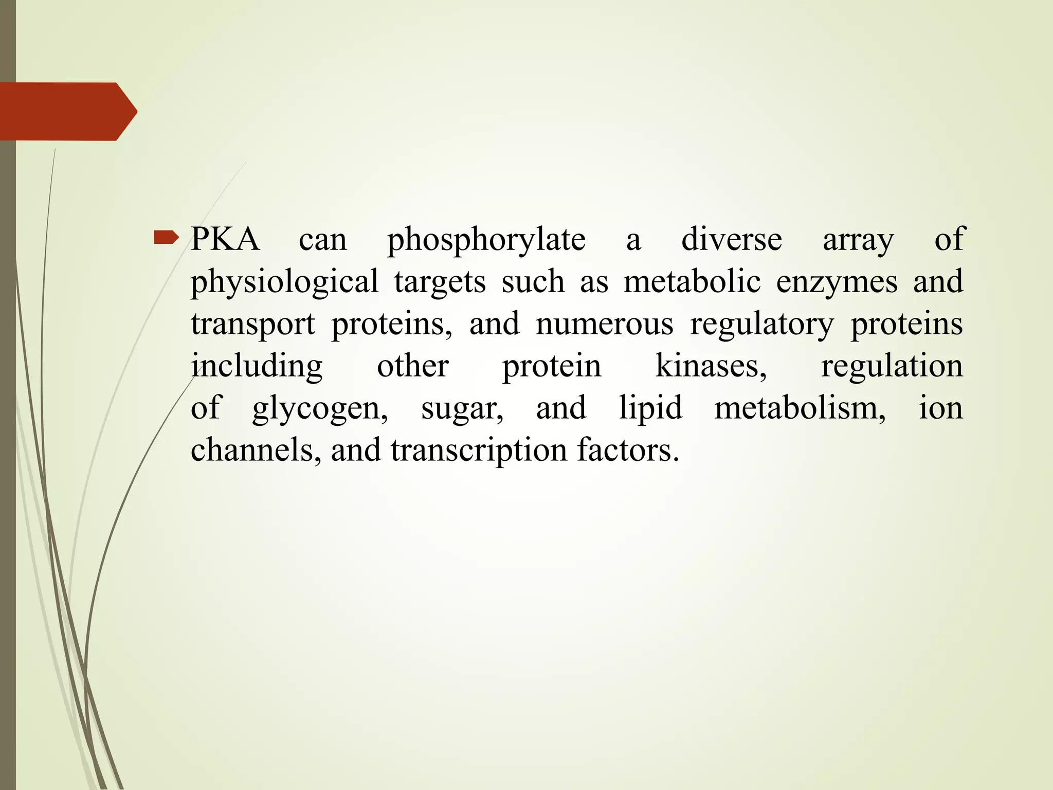  PKA can phosphorylate a diverse array of
physiological targets such as metabolic enzymes and
transport proteins, and numerous regulatory proteins
including other protein kinases, regulation
of glycogen, sugar, and lipid metabolism, ion
channels, and transcription factors.
 