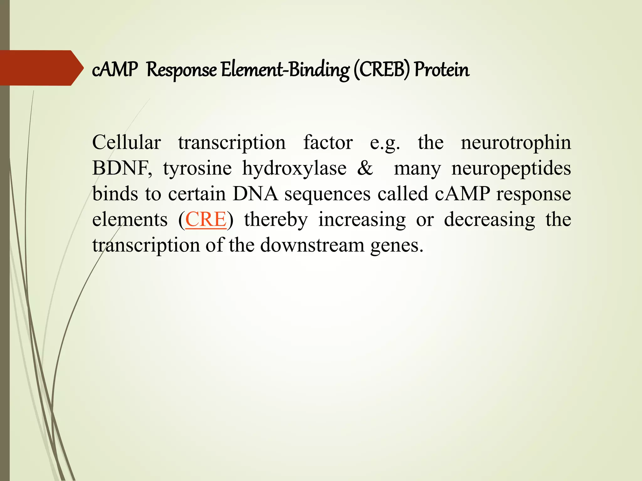 cAMP Response Element-Binding (CREB)Protein
Cellular transcription factor e.g. the neurotrophin
BDNF, tyrosine hydroxylase & many neuropeptides
binds to certain DNA sequences called cAMP response
elements (CRE) thereby increasing or decreasing the
transcription of the downstream genes.
 
