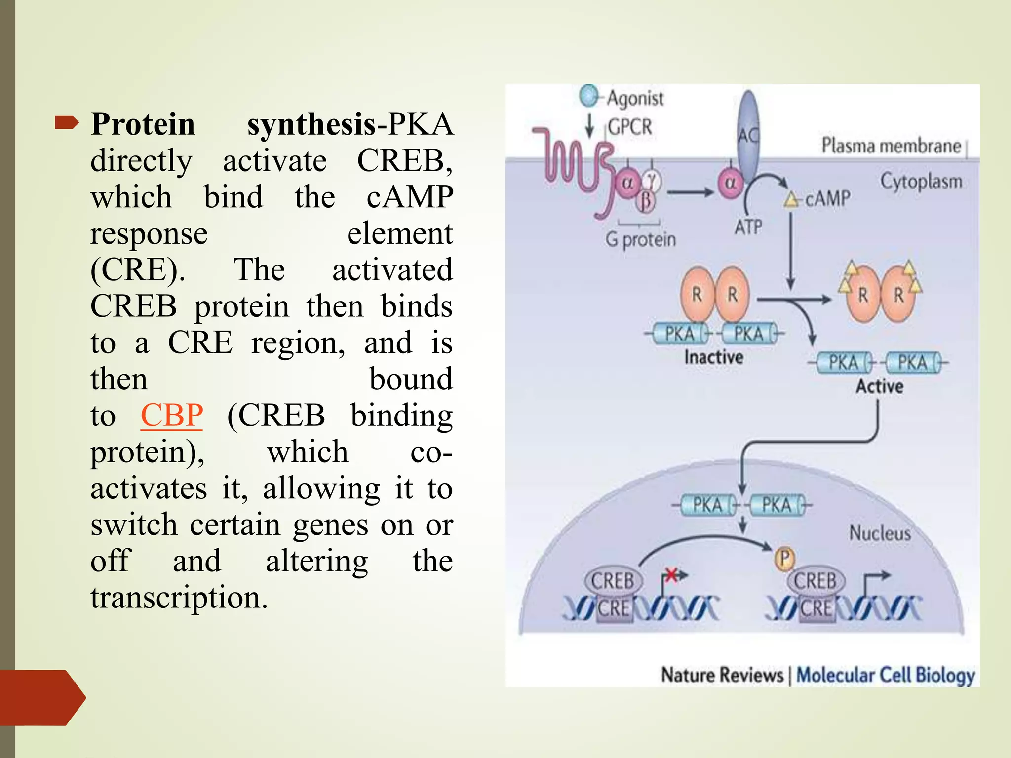  Protein synthesis-PKA
directly activate CREB,
which bind the cAMP
response element
(CRE). The activated
CREB protein then binds
to a CRE region, and is
then bound
to CBP (CREB binding
protein), which co-
activates it, allowing it to
switch certain genes on or
off and altering the
transcription.
 