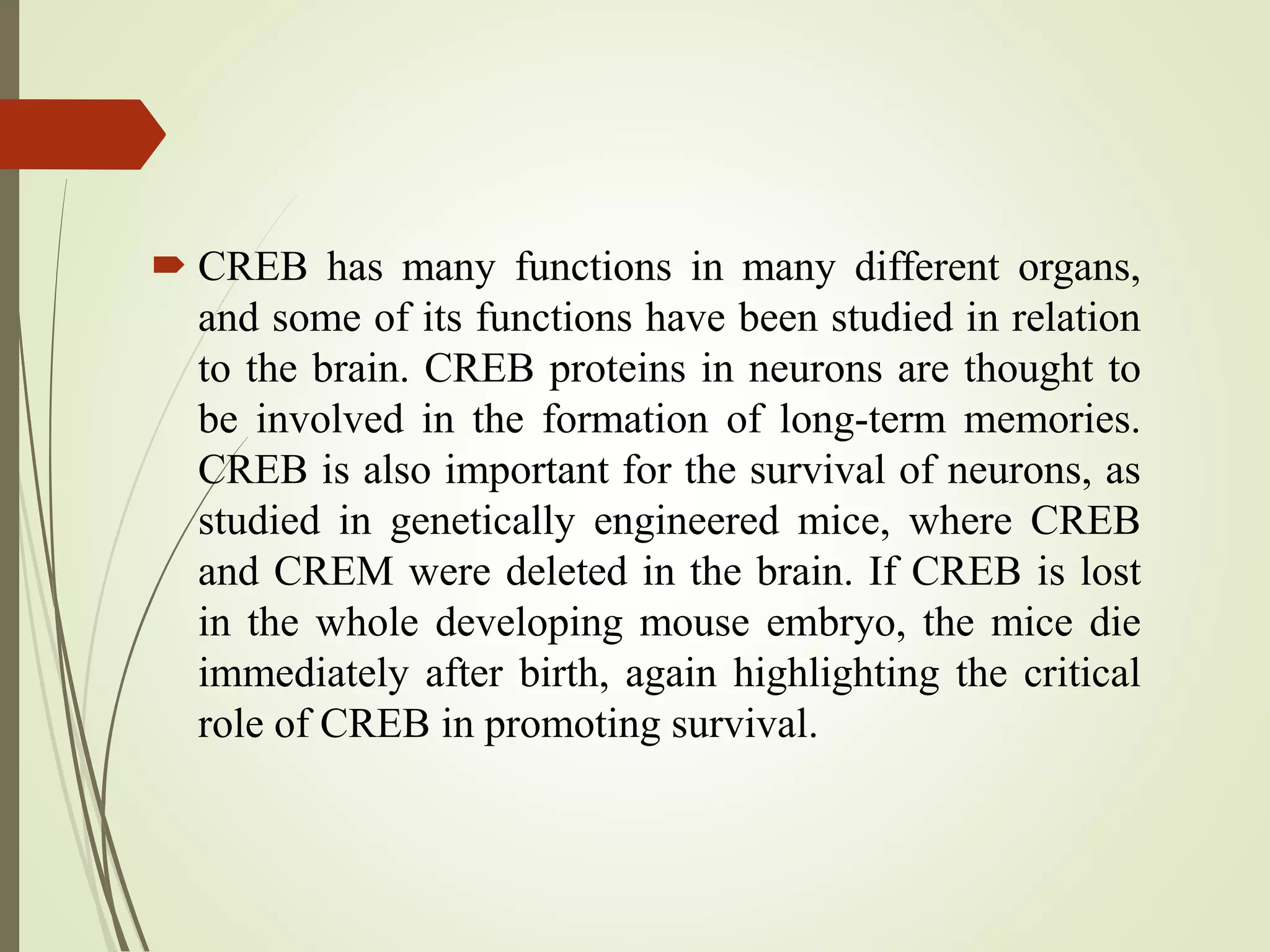  CREB has many functions in many different organs,
and some of its functions have been studied in relation
to the brain. CREB proteins in neurons are thought to
be involved in the formation of long-term memories.
CREB is also important for the survival of neurons, as
studied in genetically engineered mice, where CREB
and CREM were deleted in the brain. If CREB is lost
in the whole developing mouse embryo, the mice die
immediately after birth, again highlighting the critical
role of CREB in promoting survival.
 