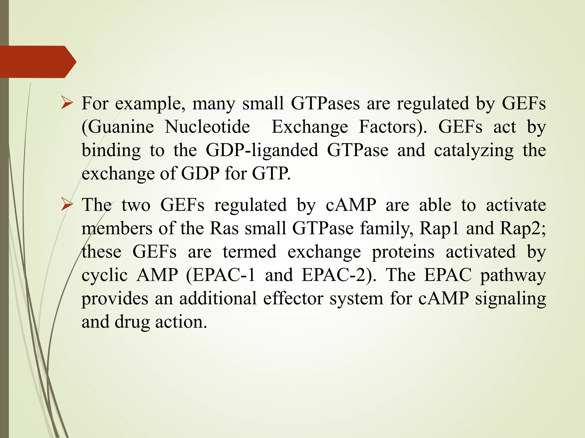  For example, many small GTPases are regulated by GEFs
(Guanine Nucleotide Exchange Factors). GEFs act by
binding to the GDP-liganded GTPase and catalyzing the
exchange of GDP for GTP.
 The two GEFs regulated by cAMP are able to activate
members of the Ras small GTPase family, Rap1 and Rap2;
these GEFs are termed exchange proteins activated by
cyclic AMP (EPAC-1 and EPAC-2). The EPAC pathway
provides an additional effector system for cAMP signaling
and drug action.
 