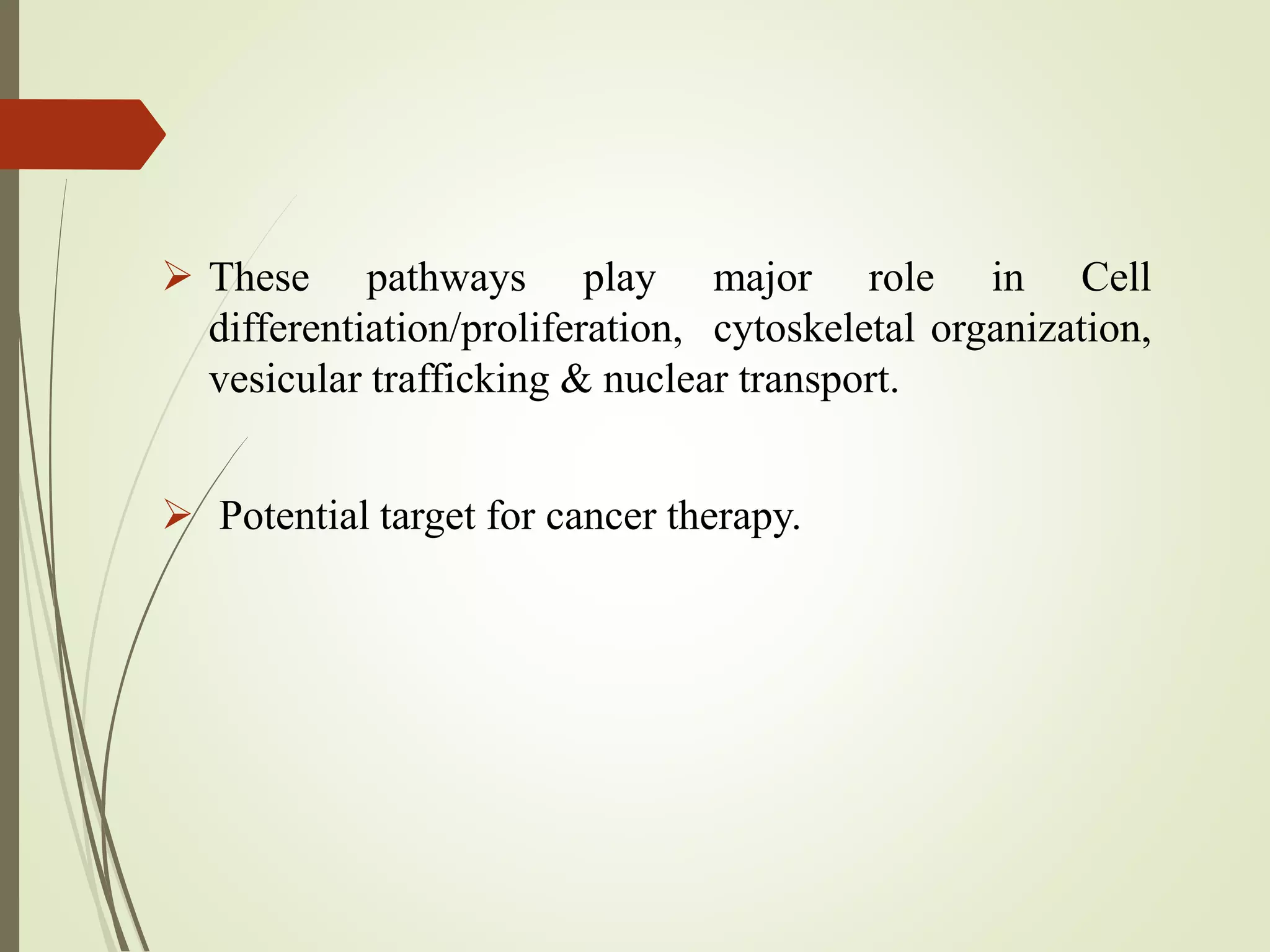 These pathways play major role in Cell
differentiation/proliferation, cytoskeletal organization,
vesicular trafficking & nuclear transport.
 Potential target for cancer therapy.
 
