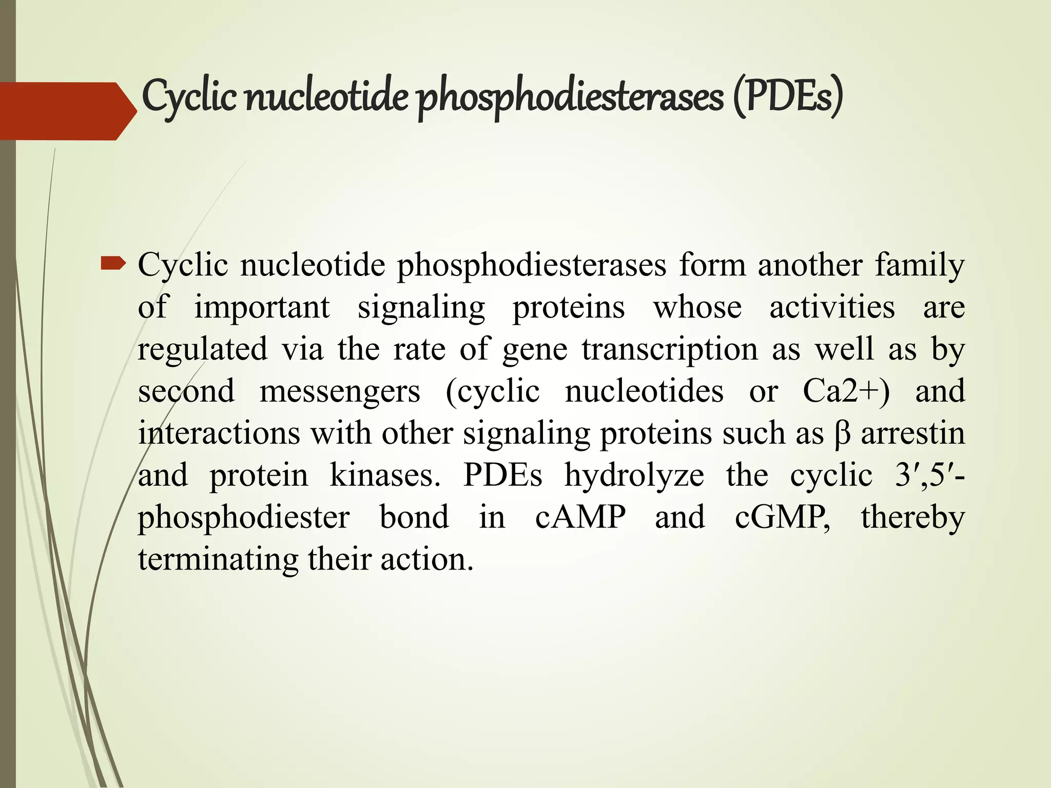 Cyclicnucleotide phosphodiesterases (PDEs)
 Cyclic nucleotide phosphodiesterases form another family
of important signaling proteins whose activities are
regulated via the rate of gene transcription as well as by
second messengers (cyclic nucleotides or Ca2+) and
interactions with other signaling proteins such as β arrestin
and protein kinases. PDEs hydrolyze the cyclic 3′,5′-
phosphodiester bond in cAMP and cGMP, thereby
terminating their action.
 