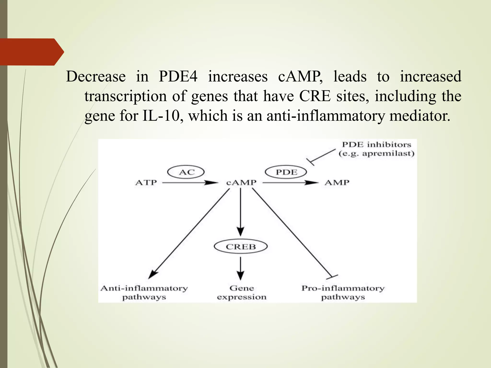 Decrease in PDE4 increases cAMP, leads to increased
transcription of genes that have CRE sites, including the
gene for IL-10, which is an anti-inflammatory mediator.
 