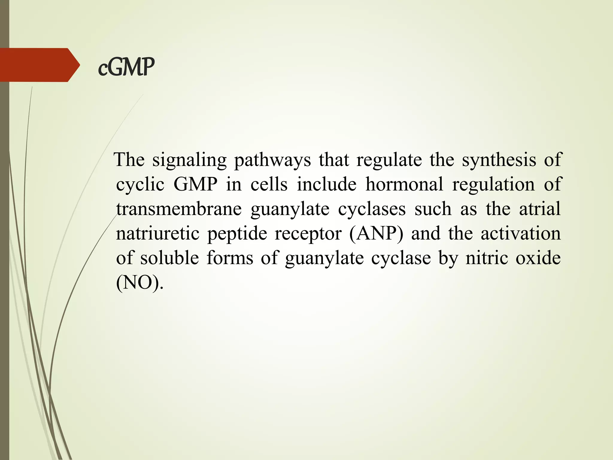 cGMP
The signaling pathways that regulate the synthesis of
cyclic GMP in cells include hormonal regulation of
transmembrane guanylate cyclases such as the atrial
natriuretic peptide receptor (ANP) and the activation
of soluble forms of guanylate cyclase by nitric oxide
(NO).
 