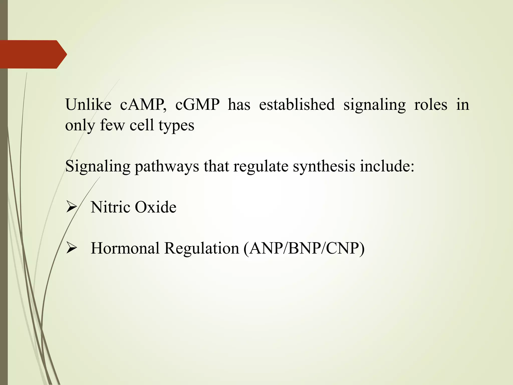 Unlike cAMP, cGMP has established signaling roles in
only few cell types
Signaling pathways that regulate synthesis include:
 Nitric Oxide
 Hormonal Regulation (ANP/BNP/CNP)
 