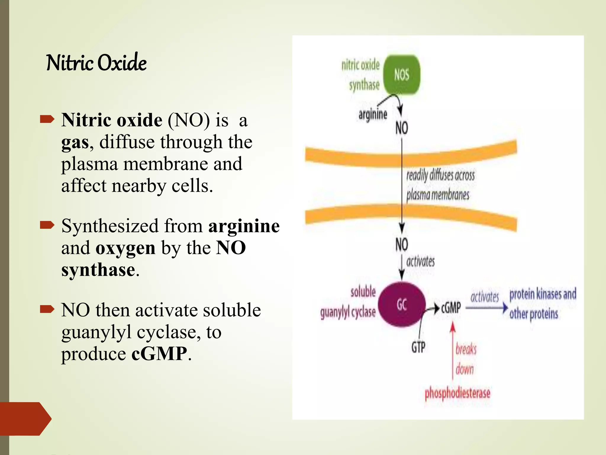  Nitric oxide (NO) is a
gas, diffuse through the
plasma membrane and
affect nearby cells.
 Synthesized from arginine
and oxygen by the NO
synthase.
 NO then activate soluble
guanylyl cyclase, to
produce cGMP.
Nitric Oxide
 