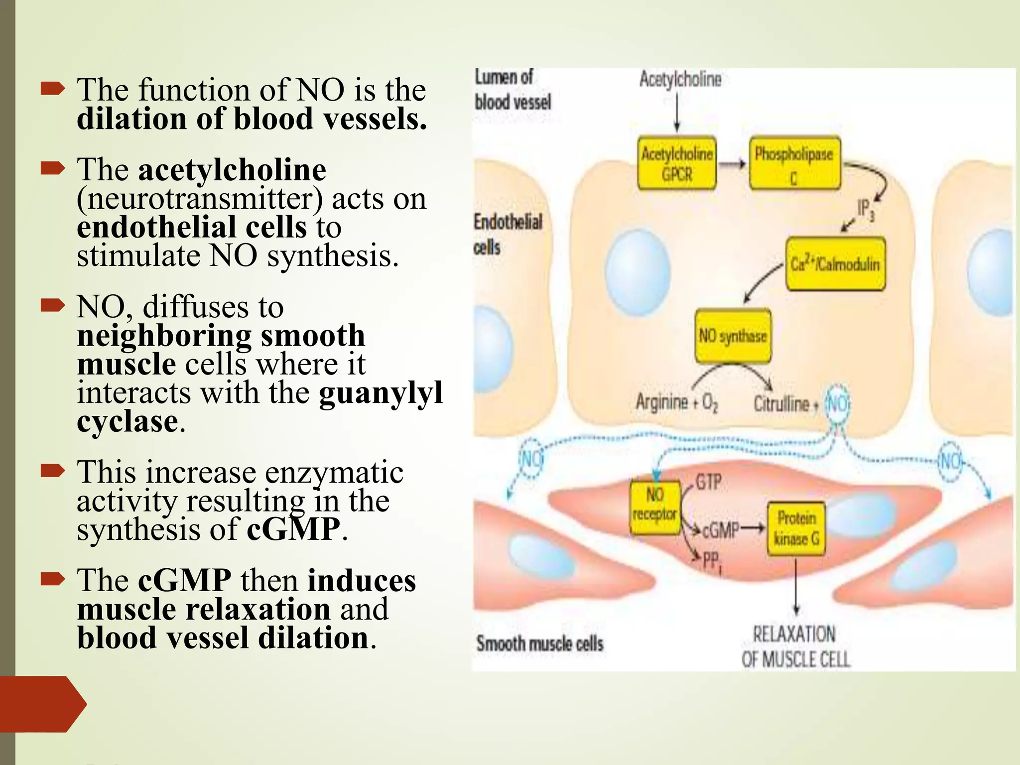  The function of NO is the
dilation of blood vessels.
 The acetylcholine
(neurotransmitter) acts on
endothelial cells to
stimulate NO synthesis.
 NO, diffuses to
neighboring smooth
muscle cells where it
interacts with the guanylyl
cyclase.
 This increase enzymatic
activity resulting in the
synthesis of cGMP.
 The cGMP then induces
muscle relaxation and
blood vessel dilation.
 