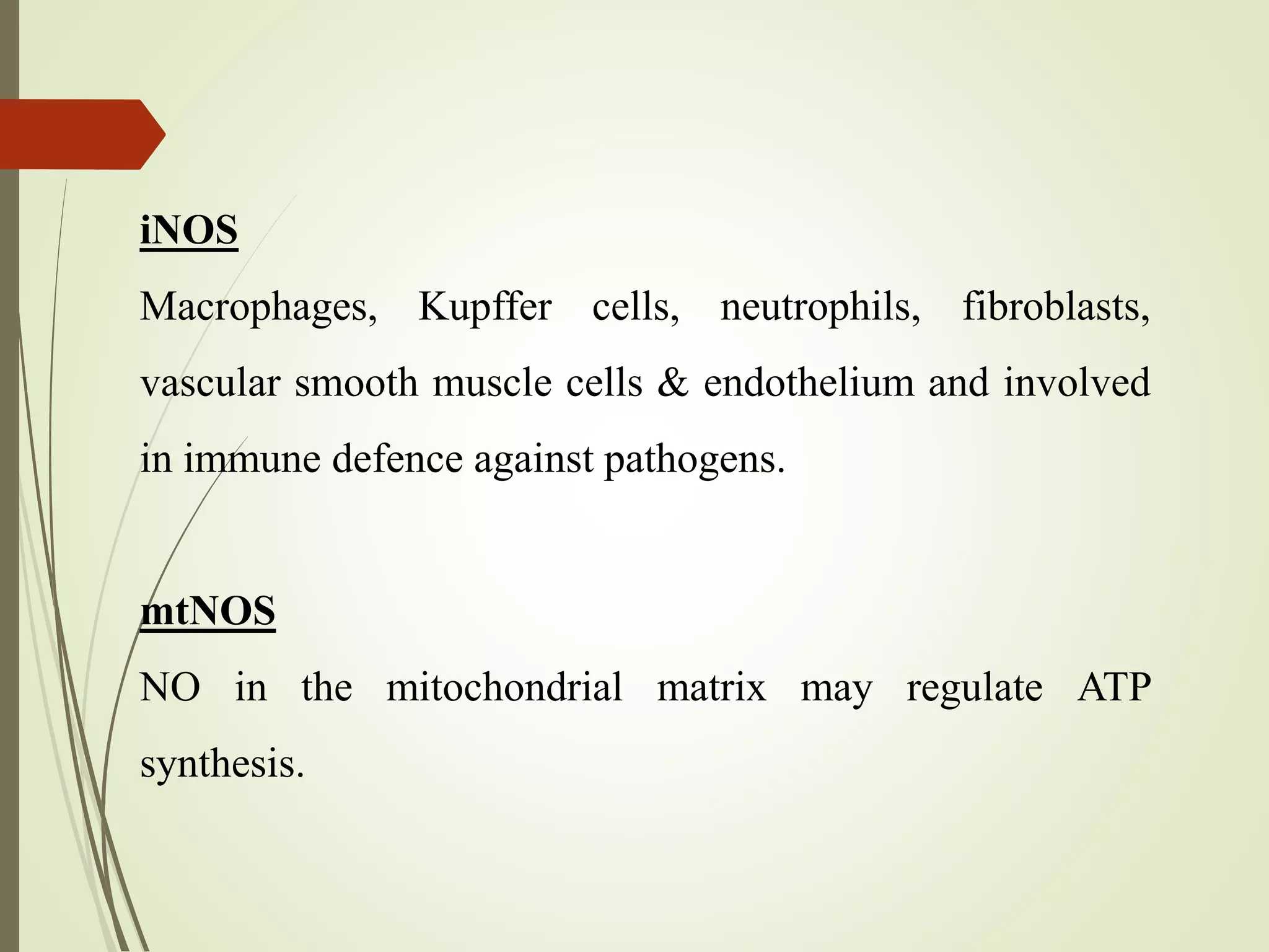 iNOS
Macrophages, Kupffer cells, neutrophils, fibroblasts,
vascular smooth muscle cells & endothelium and involved
in immune defence against pathogens.
mtNOS
NO in the mitochondrial matrix may regulate ATP
synthesis.
 