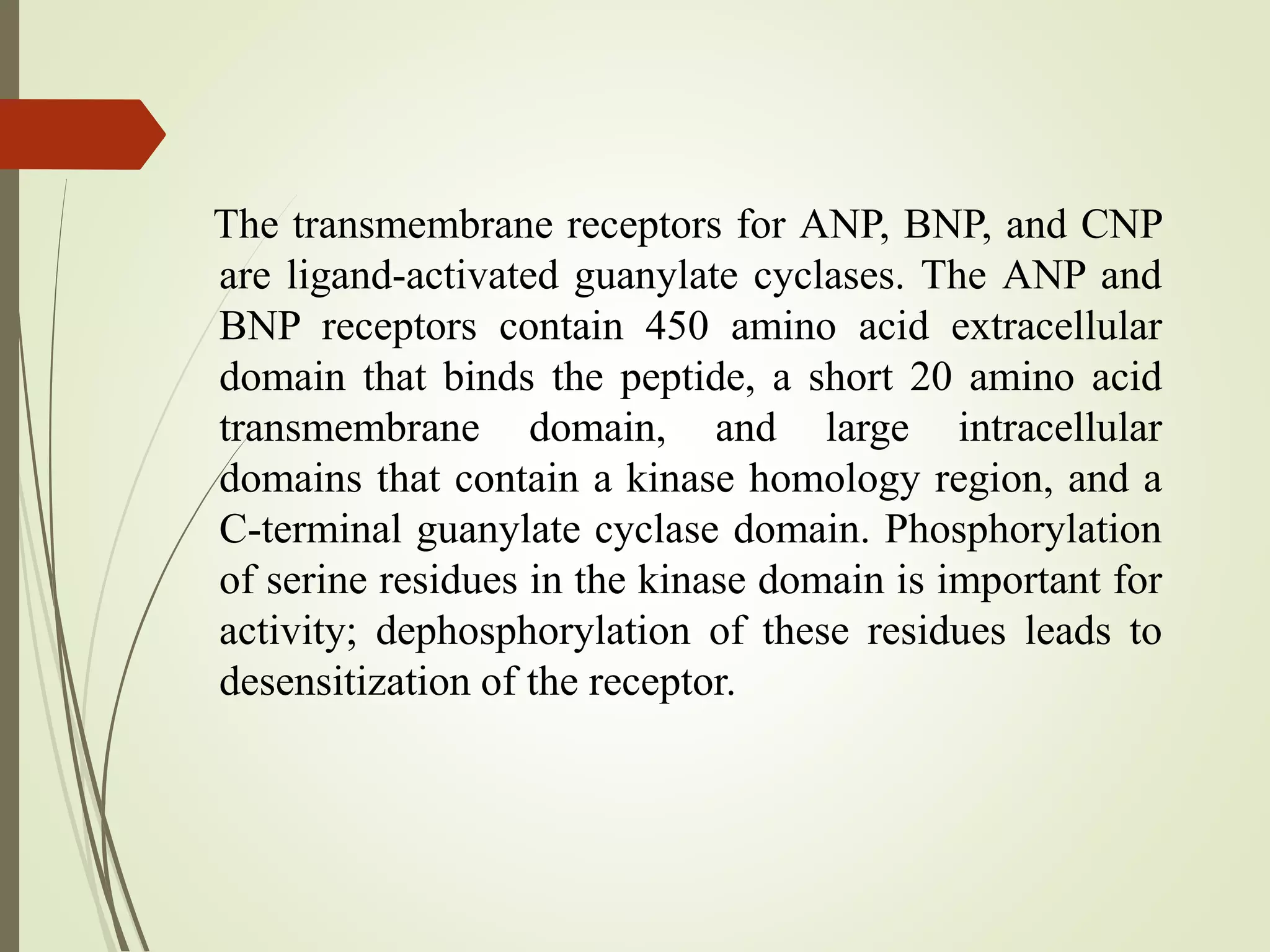 The transmembrane receptors for ANP, BNP, and CNP
are ligand-activated guanylate cyclases. The ANP and
BNP receptors contain 450 amino acid extracellular
domain that binds the peptide, a short 20 amino acid
transmembrane domain, and large intracellular
domains that contain a kinase homology region, and a
C-terminal guanylate cyclase domain. Phosphorylation
of serine residues in the kinase domain is important for
activity; dephosphorylation of these residues leads to
desensitization of the receptor.
 