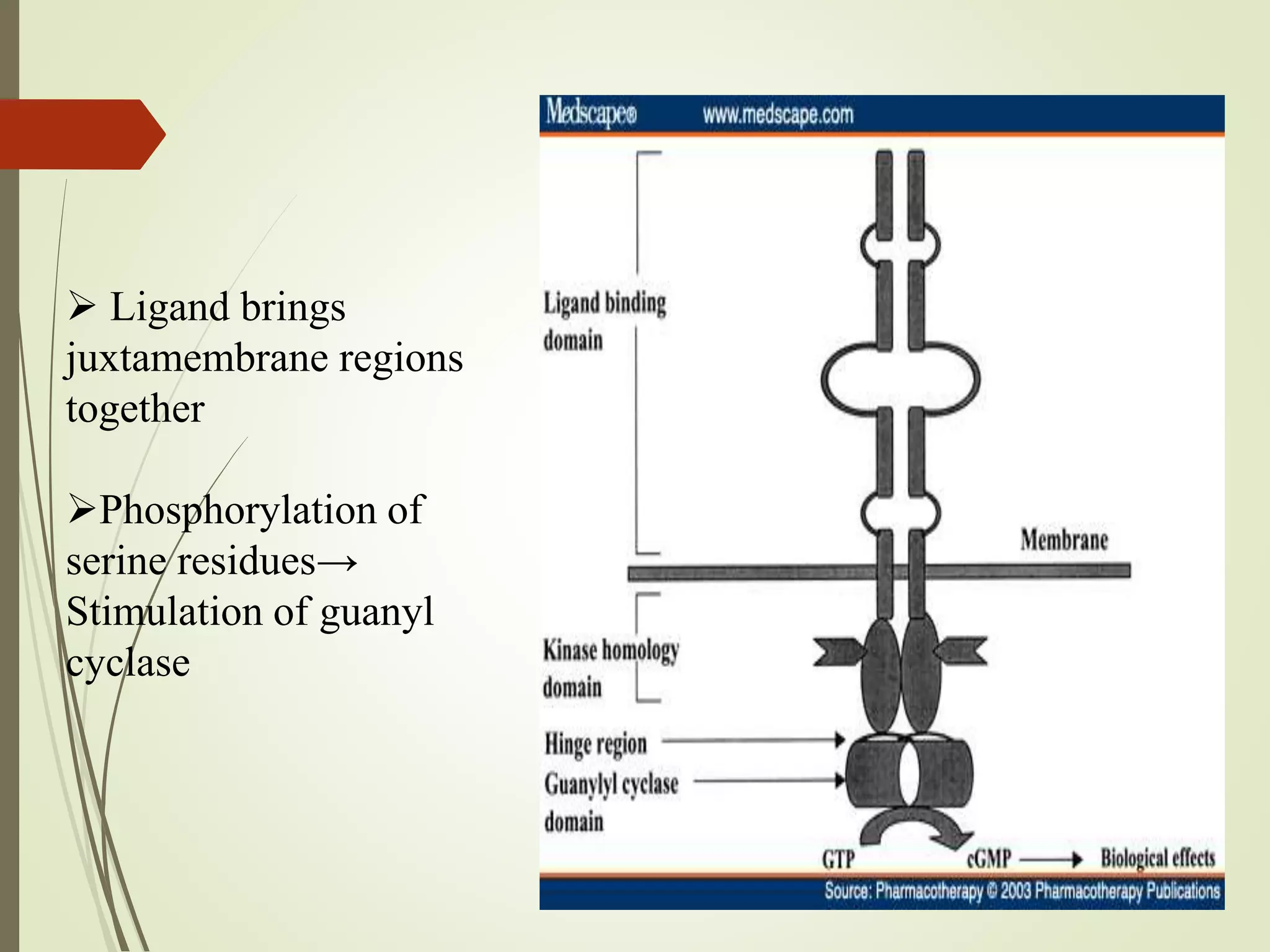  Ligand brings
juxtamembrane regions
together
Phosphorylation of
serine residues→
Stimulation of guanyl
cyclase
 