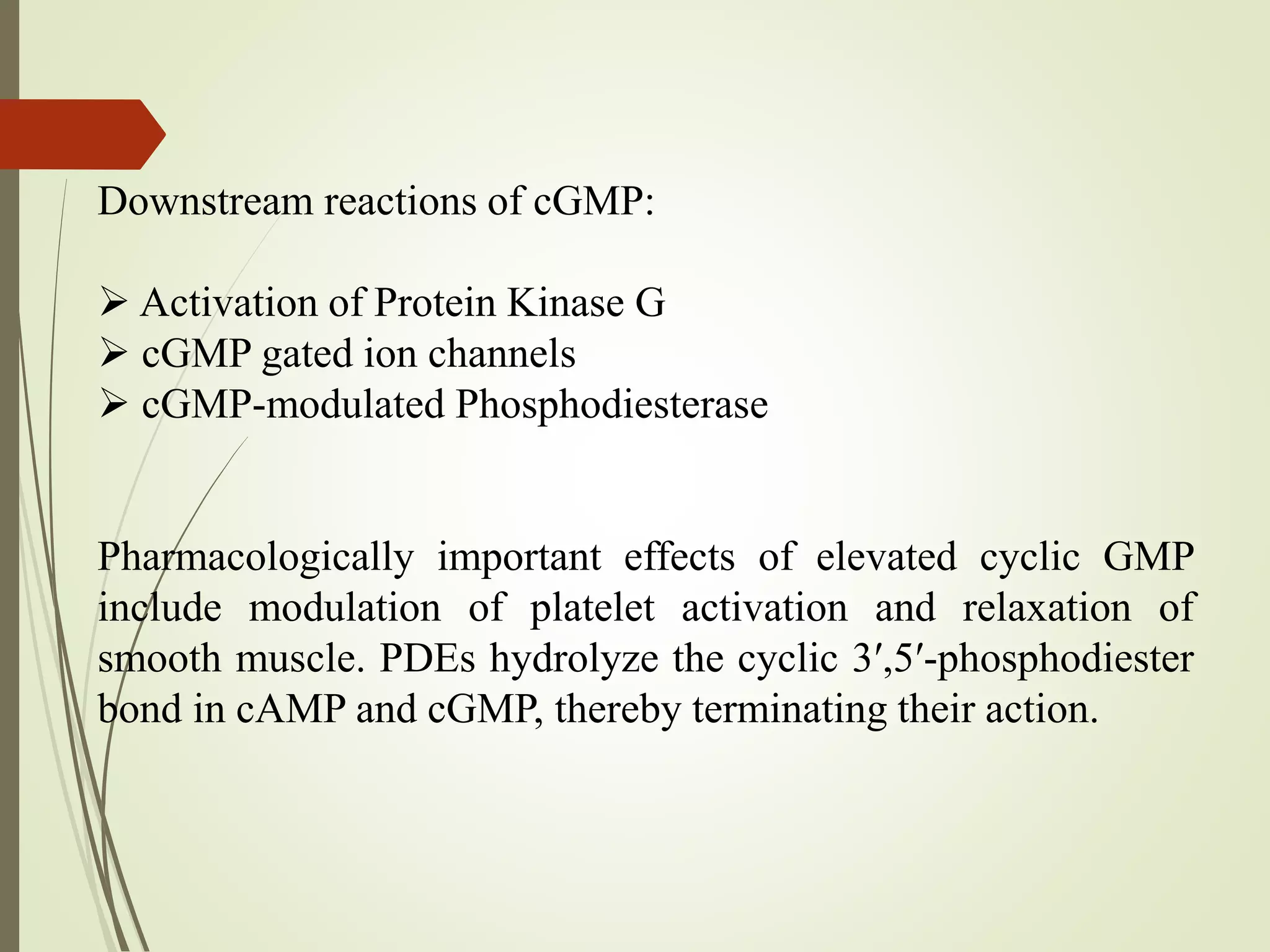 Downstream reactions of cGMP:
 Activation of Protein Kinase G
 cGMP gated ion channels
 cGMP-modulated Phosphodiesterase
Pharmacologically important effects of elevated cyclic GMP
include modulation of platelet activation and relaxation of
smooth muscle. PDEs hydrolyze the cyclic 3′,5′-phosphodiester
bond in cAMP and cGMP, thereby terminating their action.
 