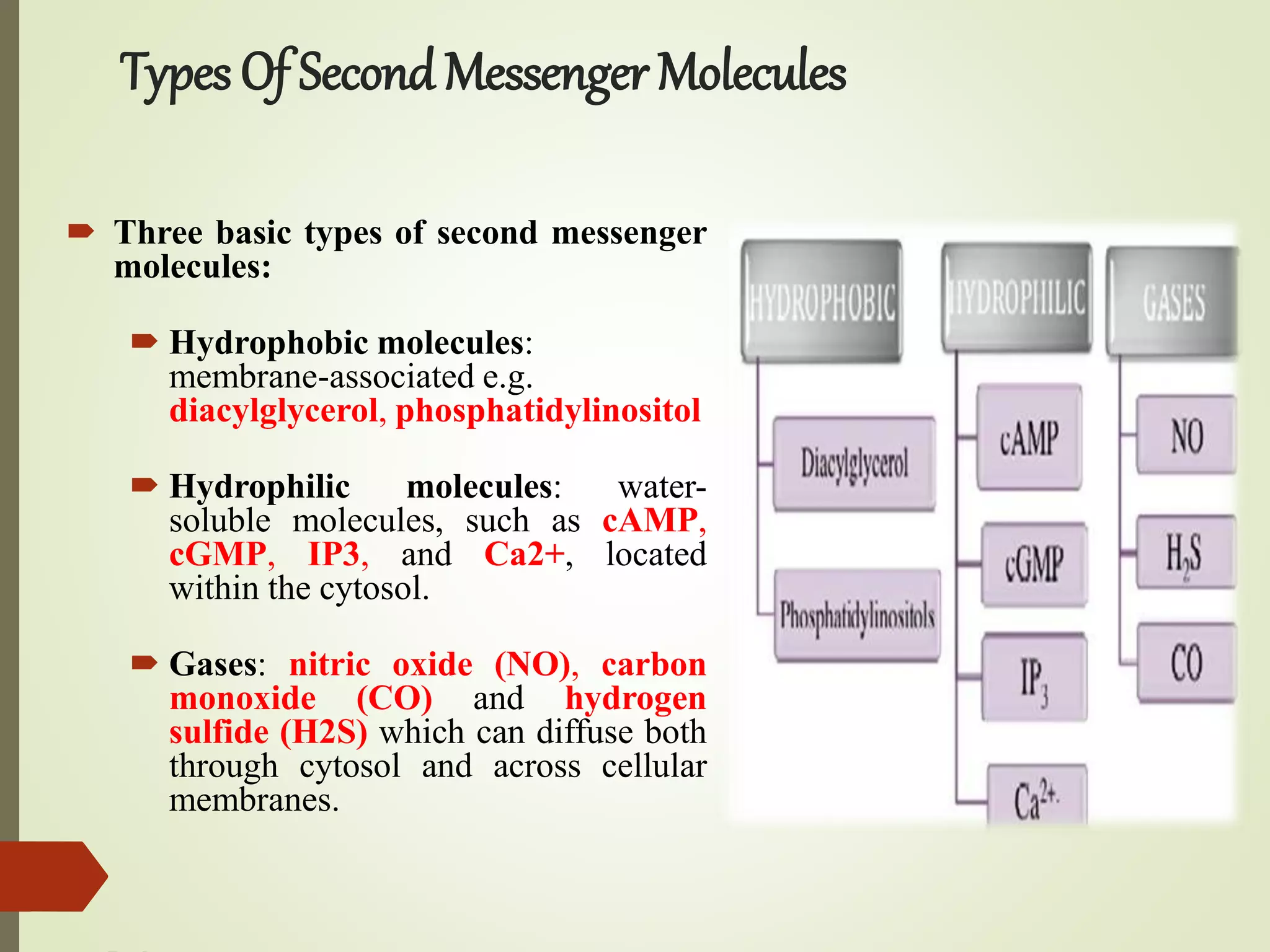 Types Of SecondMessenger Molecules
 Three basic types of second messenger
molecules:
 Hydrophobic molecules:
membrane-associated e.g.
diacylglycerol, phosphatidylinositol
 Hydrophilic molecules: water-
soluble molecules, such as cAMP,
cGMP, IP3, and Ca2+, located
within the cytosol.
 Gases: nitric oxide (NO), carbon
monoxide (CO) and hydrogen
sulfide (H2S) which can diffuse both
through cytosol and across cellular
membranes.
 
