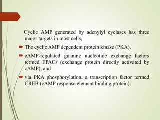 Cyclic AMP generated by adenylyl cyclases has three
major targets in most cells,
 The cyclic AMP dependent protein kinase (PKA),
 cAMP-regulated guanine nucleotide exchange factors
termed EPACs (exchange protein directly activated by
cAMP), and
 via PKA phosphorylation, a transcription factor termed
CREB (cAMP response element binding protein).
 