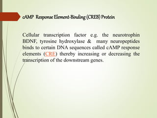 cAMP Response Element-Binding (CREB)Protein
Cellular transcription factor e.g. the neurotrophin
BDNF, tyrosine hydroxylase & many neuropeptides
binds to certain DNA sequences called cAMP response
elements (CRE) thereby increasing or decreasing the
transcription of the downstream genes.
 