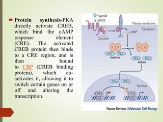  Protein synthesis-PKA
directly activate CREB,
which bind the cAMP
response element
(CRE). The activated
CREB protein then binds
to a CRE region, and is
then bound
to CBP (CREB binding
protein), which co-
activates it, allowing it to
switch certain genes on or
off and altering the
transcription.
 