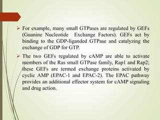  For example, many small GTPases are regulated by GEFs
(Guanine Nucleotide Exchange Factors). GEFs act by
binding to the GDP-liganded GTPase and catalyzing the
exchange of GDP for GTP.
 The two GEFs regulated by cAMP are able to activate
members of the Ras small GTPase family, Rap1 and Rap2;
these GEFs are termed exchange proteins activated by
cyclic AMP (EPAC-1 and EPAC-2). The EPAC pathway
provides an additional effector system for cAMP signaling
and drug action.
 