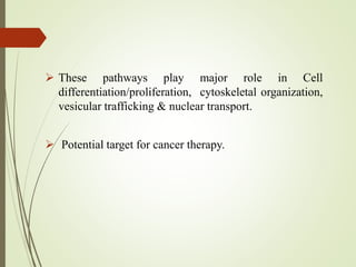  These pathways play major role in Cell
differentiation/proliferation, cytoskeletal organization,
vesicular trafficking & nuclear transport.
 Potential target for cancer therapy.
 
