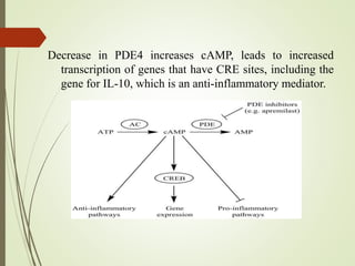 Decrease in PDE4 increases cAMP, leads to increased
transcription of genes that have CRE sites, including the
gene for IL-10, which is an anti-inflammatory mediator.
 