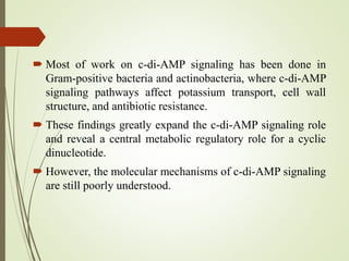  Most of work on c-di-AMP signaling has been done in
Gram-positive bacteria and actinobacteria, where c-di-AMP
signaling pathways affect potassium transport, cell wall
structure, and antibiotic resistance.
 These findings greatly expand the c-di-AMP signaling role
and reveal a central metabolic regulatory role for a cyclic
dinucleotide.
 However, the molecular mechanisms of c-di-AMP signaling
are still poorly understood.
 