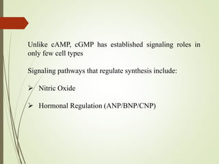 Unlike cAMP, cGMP has established signaling roles in
only few cell types
Signaling pathways that regulate synthesis include:
 Nitric Oxide
 Hormonal Regulation (ANP/BNP/CNP)
 