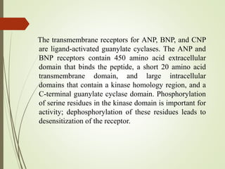 The transmembrane receptors for ANP, BNP, and CNP
are ligand-activated guanylate cyclases. The ANP and
BNP receptors contain 450 amino acid extracellular
domain that binds the peptide, a short 20 amino acid
transmembrane domain, and large intracellular
domains that contain a kinase homology region, and a
C-terminal guanylate cyclase domain. Phosphorylation
of serine residues in the kinase domain is important for
activity; dephosphorylation of these residues leads to
desensitization of the receptor.
 